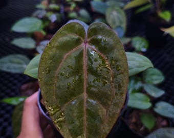 Ny hybrid! Anthurium Rvdp X Michelle | använder inte importtillstånd | fri växtskyddsåtgärd | frakt DHL Express