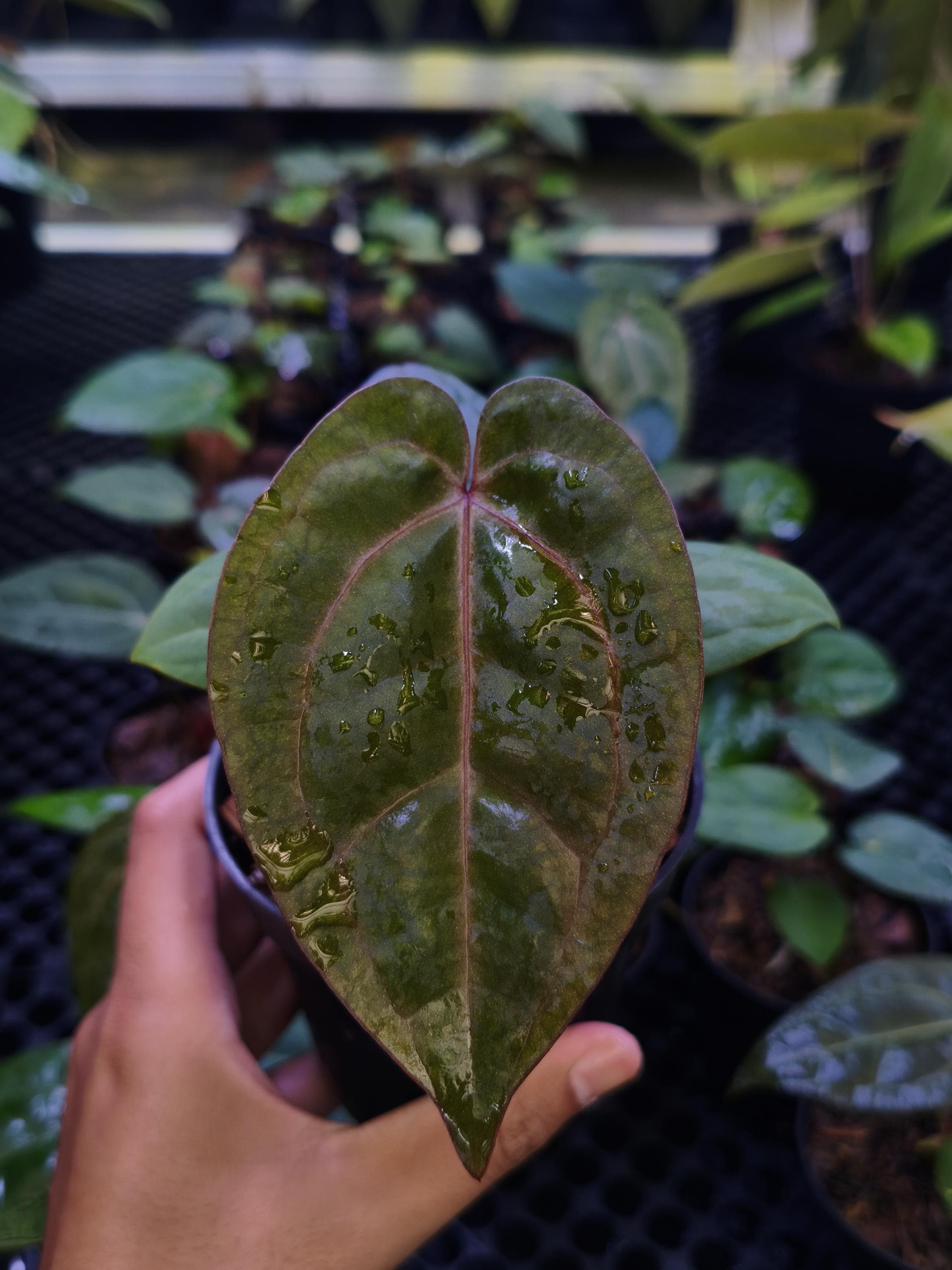 Anthurium zara x anthurium michelle - Etsy 日本