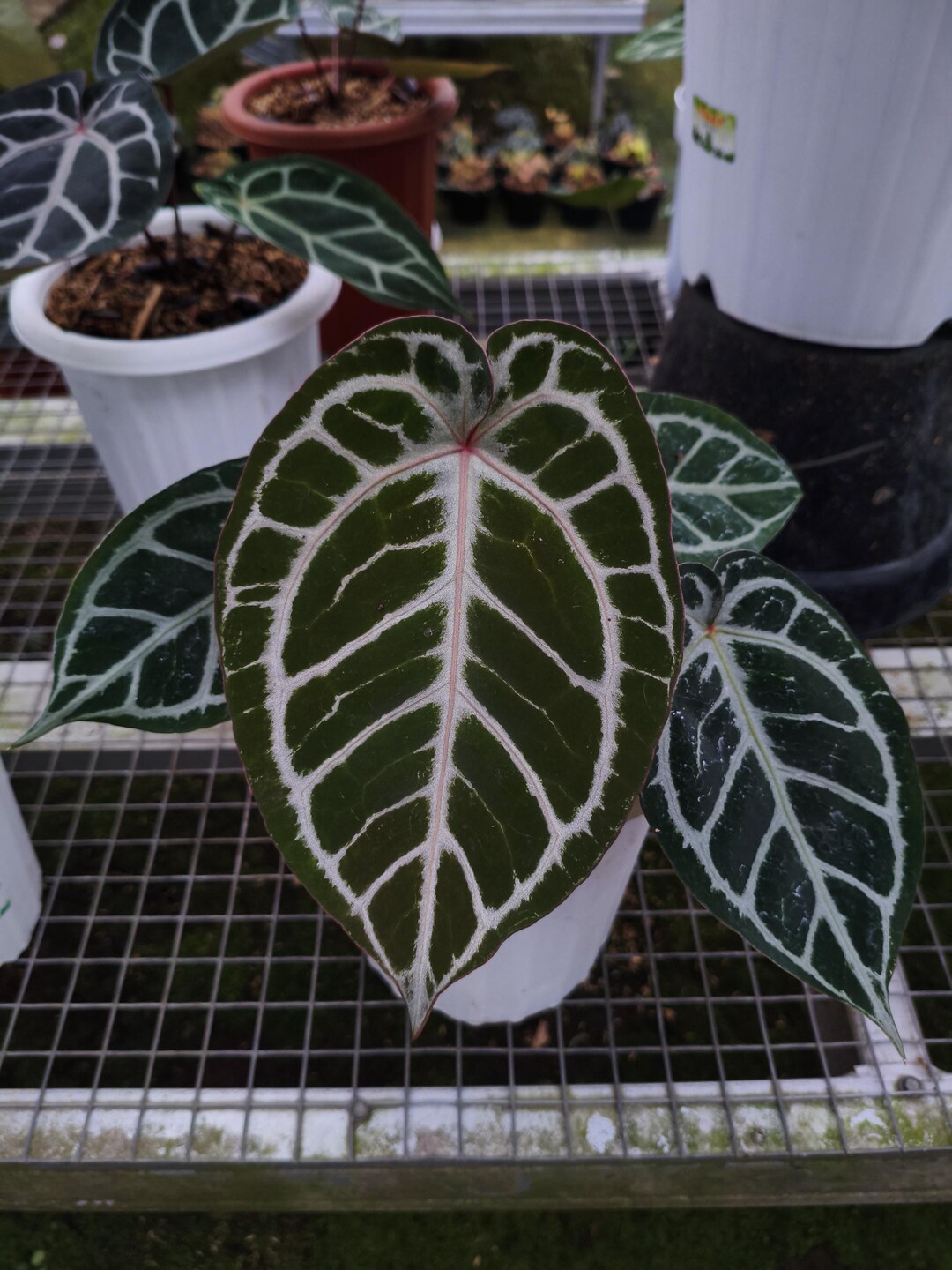 アンスリウム レッドタイガー(HajiUrih) アンスリウム レッドタイガー