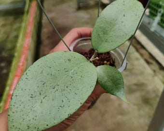 Hoya sp. menak sopal "silver" | hoya rare | free phytosanitary | DHL Express