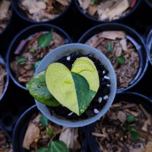 Anthurium ace of spades - Etsy 日本