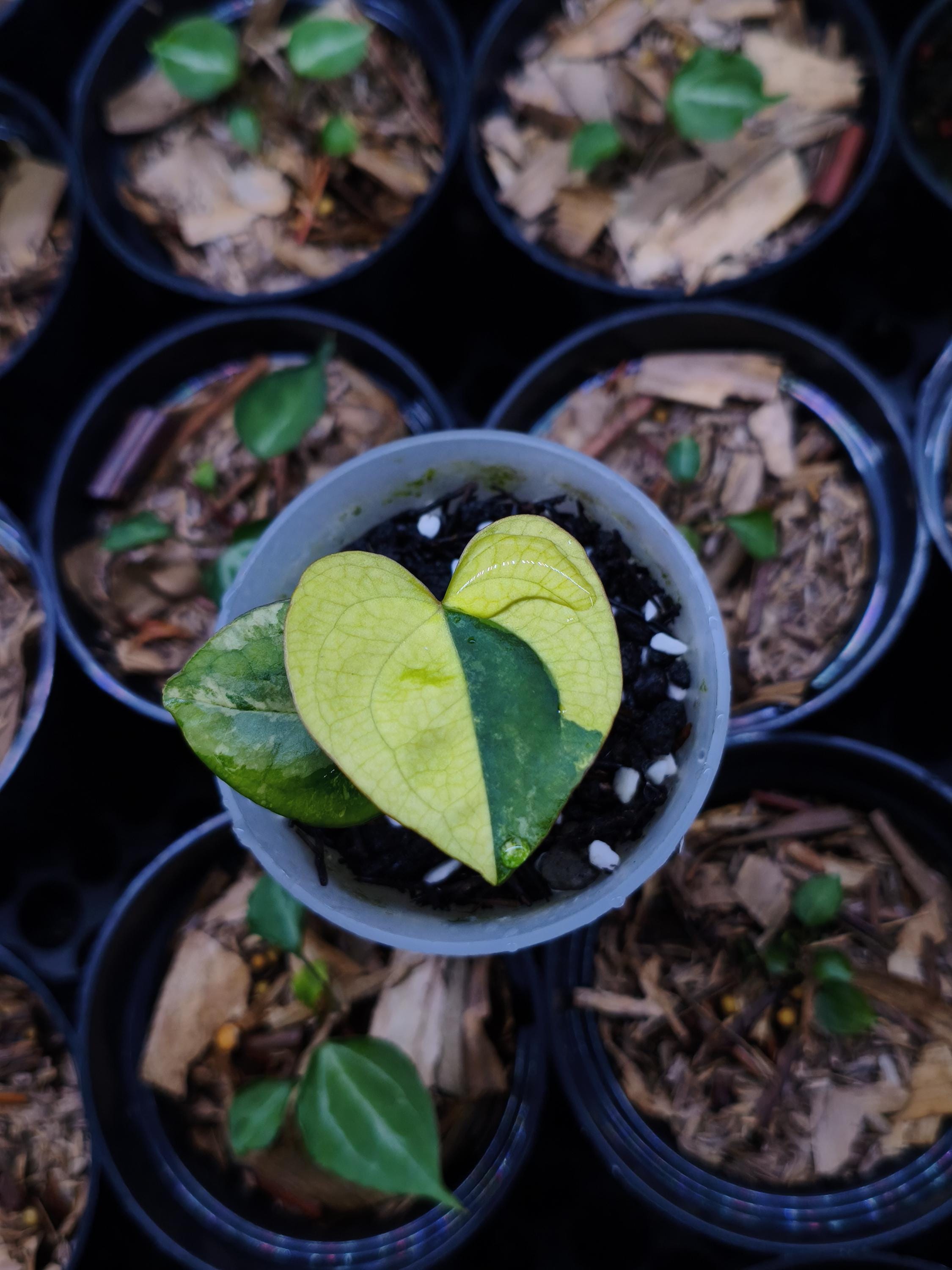 Anthurium variegated - Etsy 日本