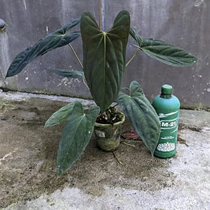 agave parryi var huachucensis Agave parryi var. huachucensis main image 1