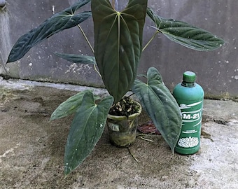 Seed grown Anthurium darkest Panama (Goliath) x portillae Starter