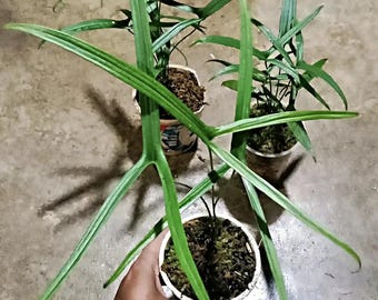 Podolasia Bengkayang especie Kalimantan occidental