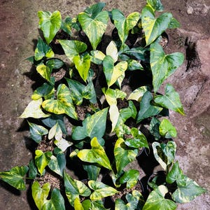 Anthurium pterodactyl variegata - Etsy 日本