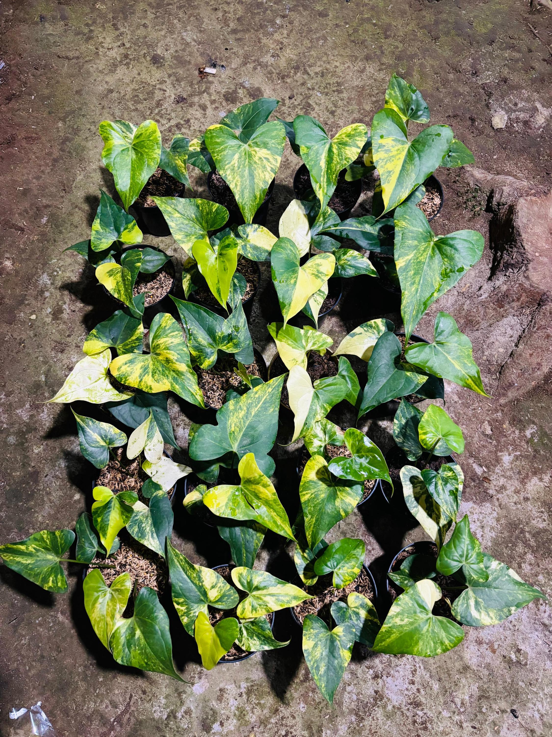 Anthurium pterodactyl variegata - Etsy 日本