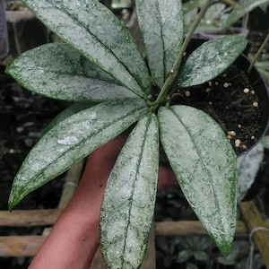 Hoya Manipurensis Variegated - Etsy