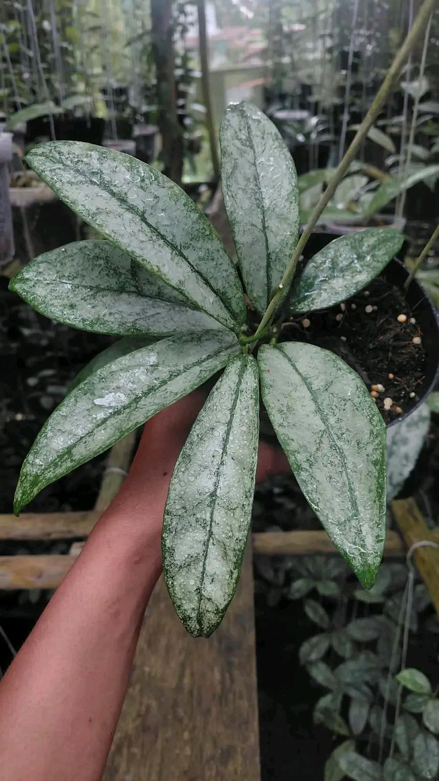 Hoya Manipurensis Variegated - Etsy