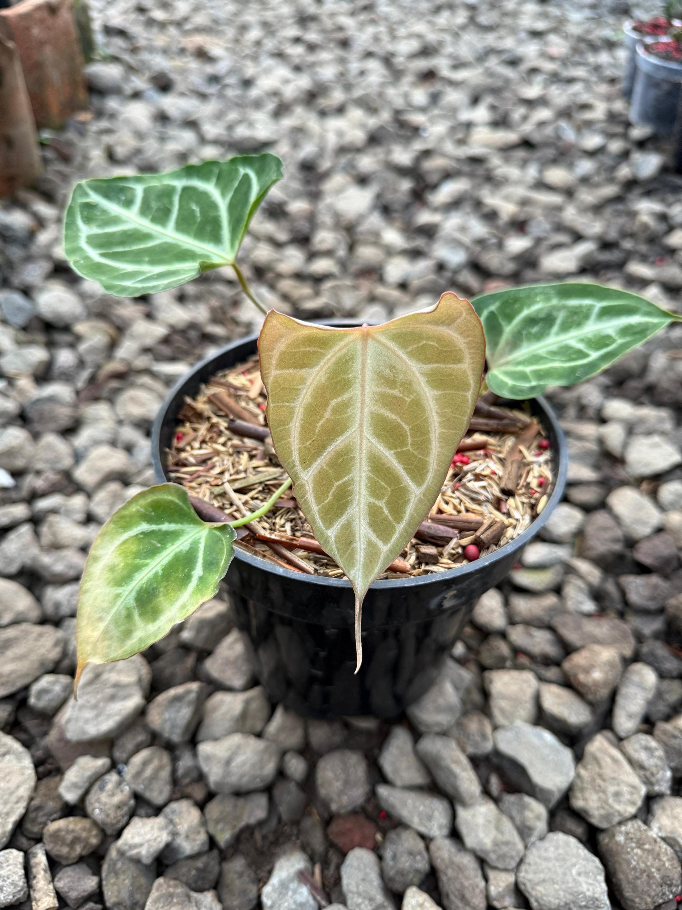 アンスリウム・ムクリス x | 希少品 | 植物検疫無料 | DHLエクスプレス