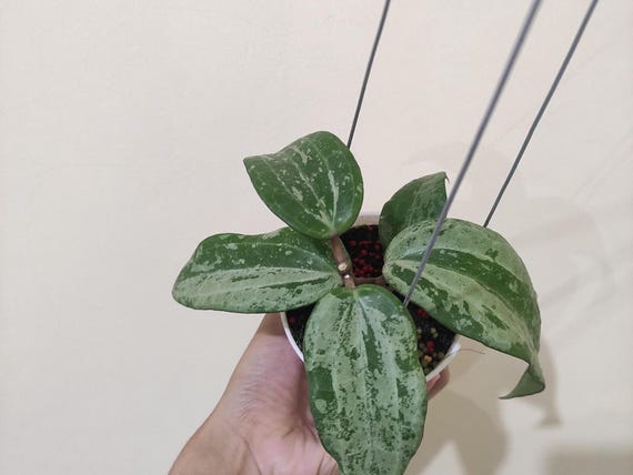ホヤ・ラティフォリア・シルバー・スプ・インド | 植物検疫免除 - Etsy