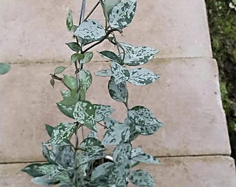 Hoya lacunosa llama verde / tamaño real / Incluye certificado fitosanitario y permiso de importación
