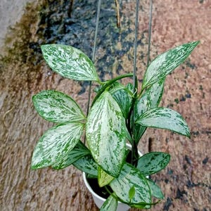 Peut inclure: Une plante d'intérieur en pot avec des feuilles panachées vertes et blanches. La plante est dans un pot blanc et suspendue par des fils métalliques. Le fond est une surface brune texturée.