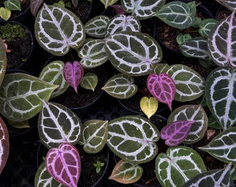 Anthurium magic purple | shipping worldwide