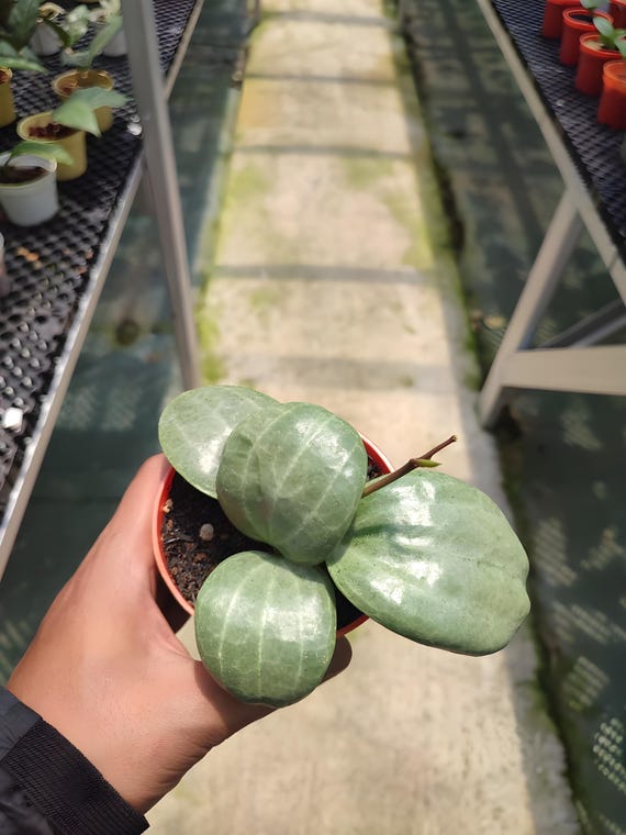 Hoya Latifolia Sarawak Silver - Etsy Israel