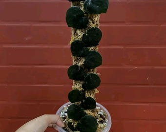 Permiso fitosanitario y de importación libre de Scindapsus black mamba