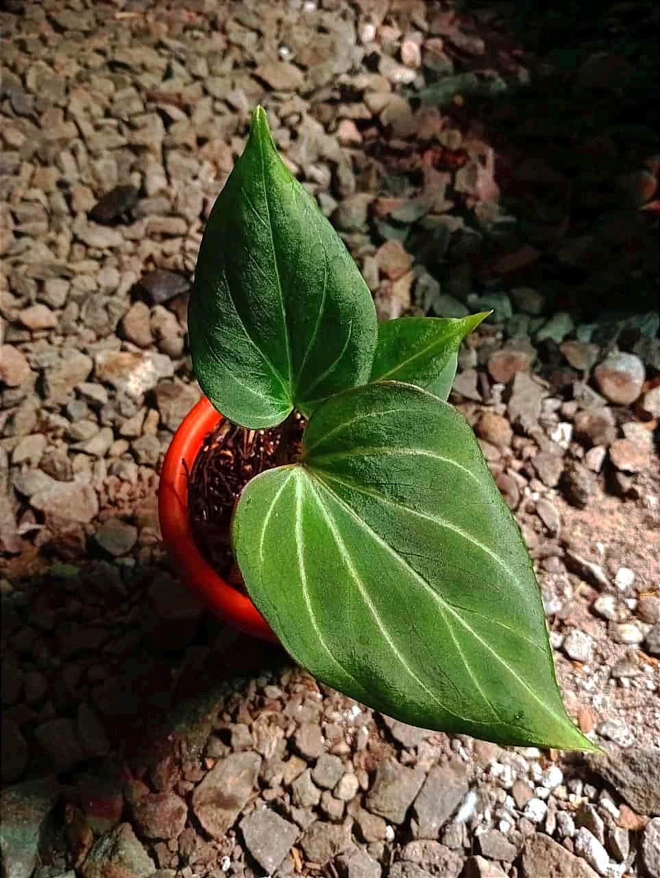 Anthurium King of Spades Butterfly | Anthurium HU | KOS | Best