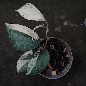 Scindapsus Matcha - Etsy
