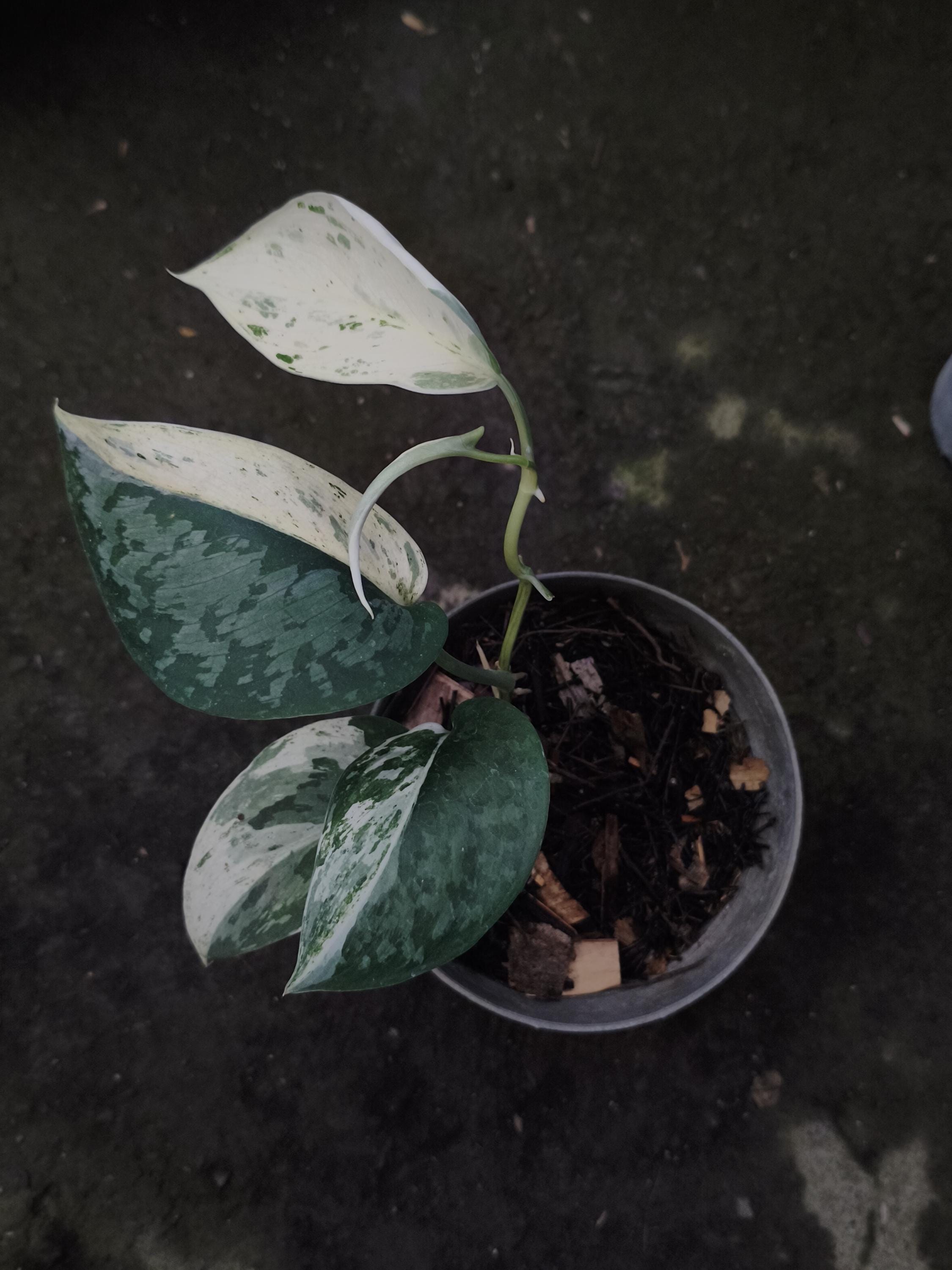 Scindapsus Matcha - Etsy