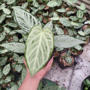 Anthurium silver blush - Etsy 日本