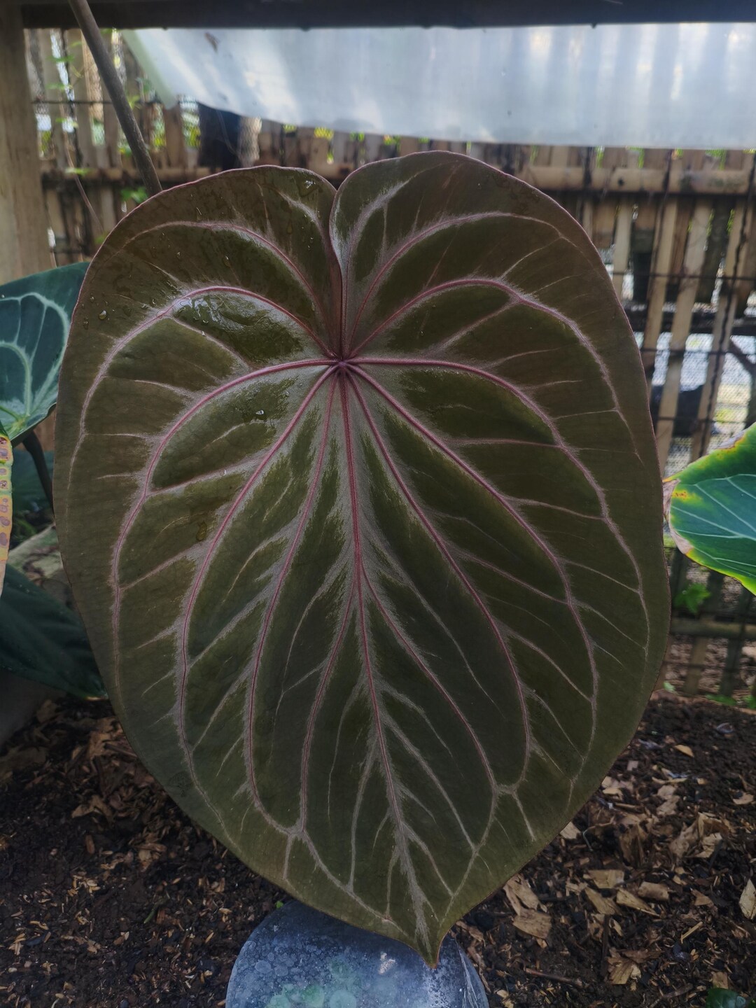 Anthurium King of Spades Original | KOS/HU | Free Phytosanitary