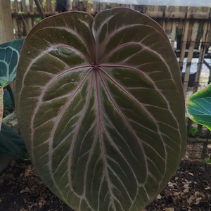 Anthurium dressleri - Etsy 日本