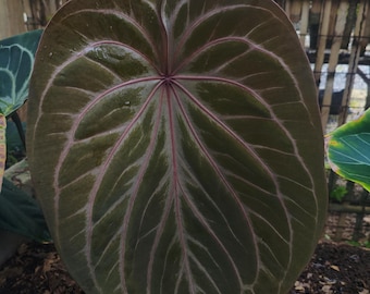 Anthurium King of Spades Original | KOS/HU | Bezpłatna kontrola fitosanitarna | DHL Express