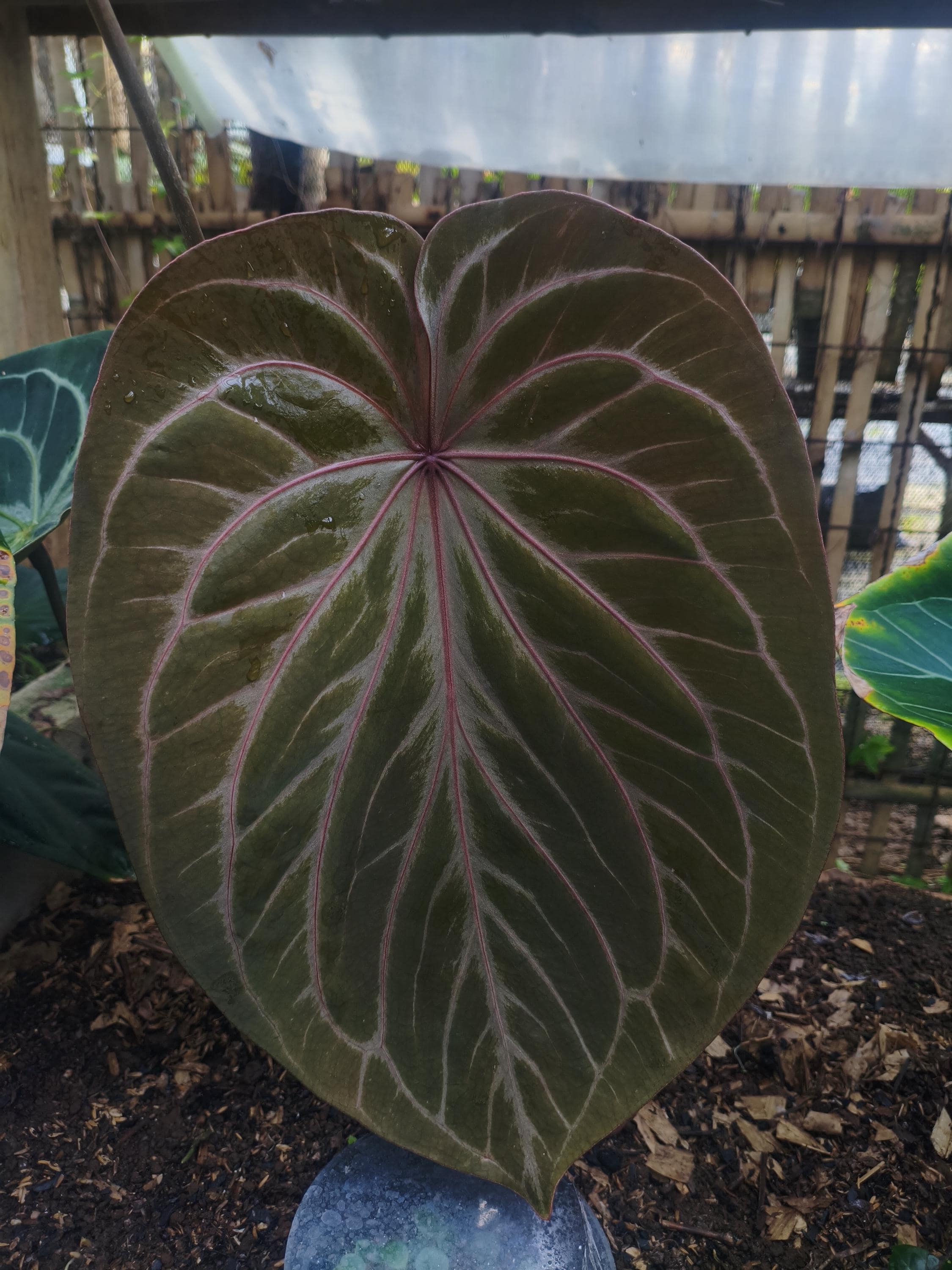 Anthurium dressleri - Etsy 日本