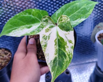 めっちゃ渋い アンスリウム ドレスレリ dressleri めっちゃ渋い