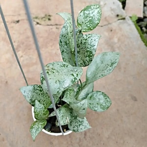 Hoya glabra - Etsy 日本