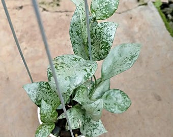 Hoya wayetii 'Lori Lyn', Newly Introduced Hoya Variety, Rooted