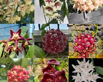 Hoya spécies Papúa 23 artículos / gratis fitosanitario / DHL Express