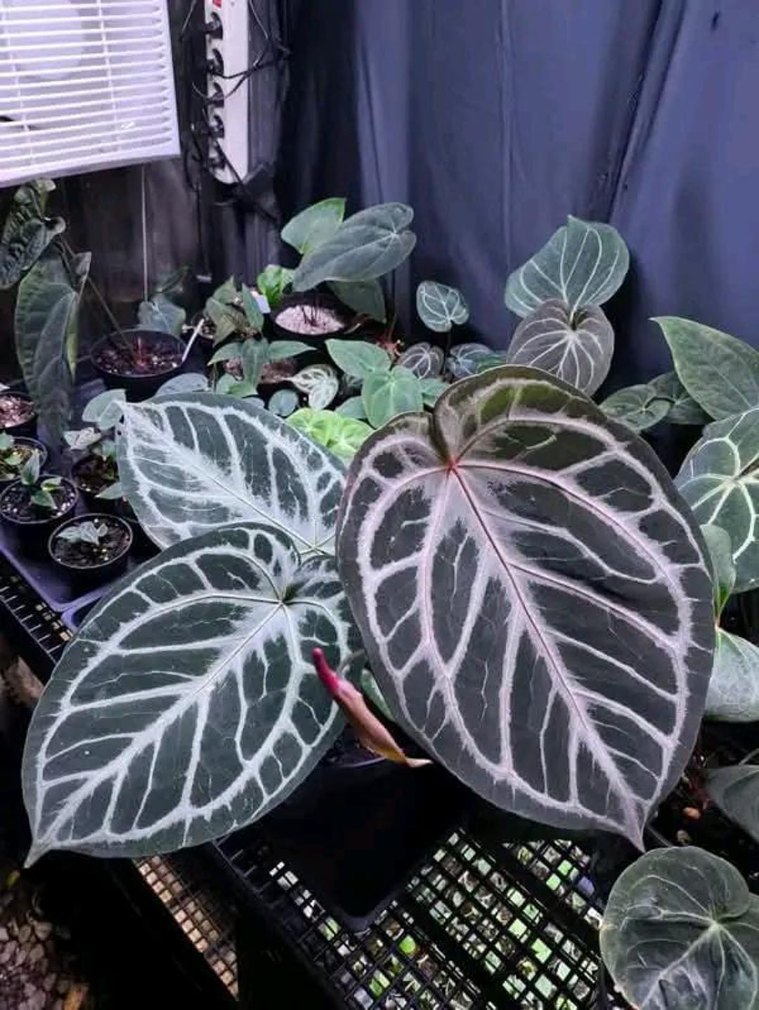 アンスリウム レッドタイガー | ラージサイズ | 植物検疫検査済み
