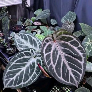 Anthurium zara x anthurium michelle - Etsy 日本
