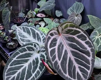 Anthurium (Michelle x Zara) x Besseae aff. 'Bingo' seedling Anthurium (Michelle x Zara) x Besseae aff. 'Bingo' seedling