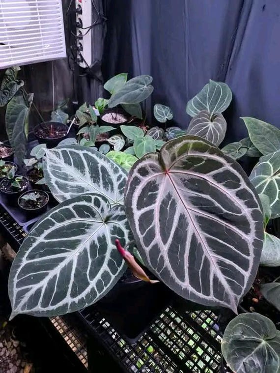 Anthurium Red Tiger | Size Large | Free Phytosanitary - Etsy Israel