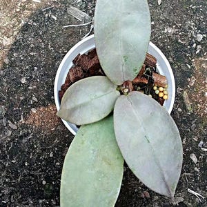 Hoya Mitrata Silver - Etsy