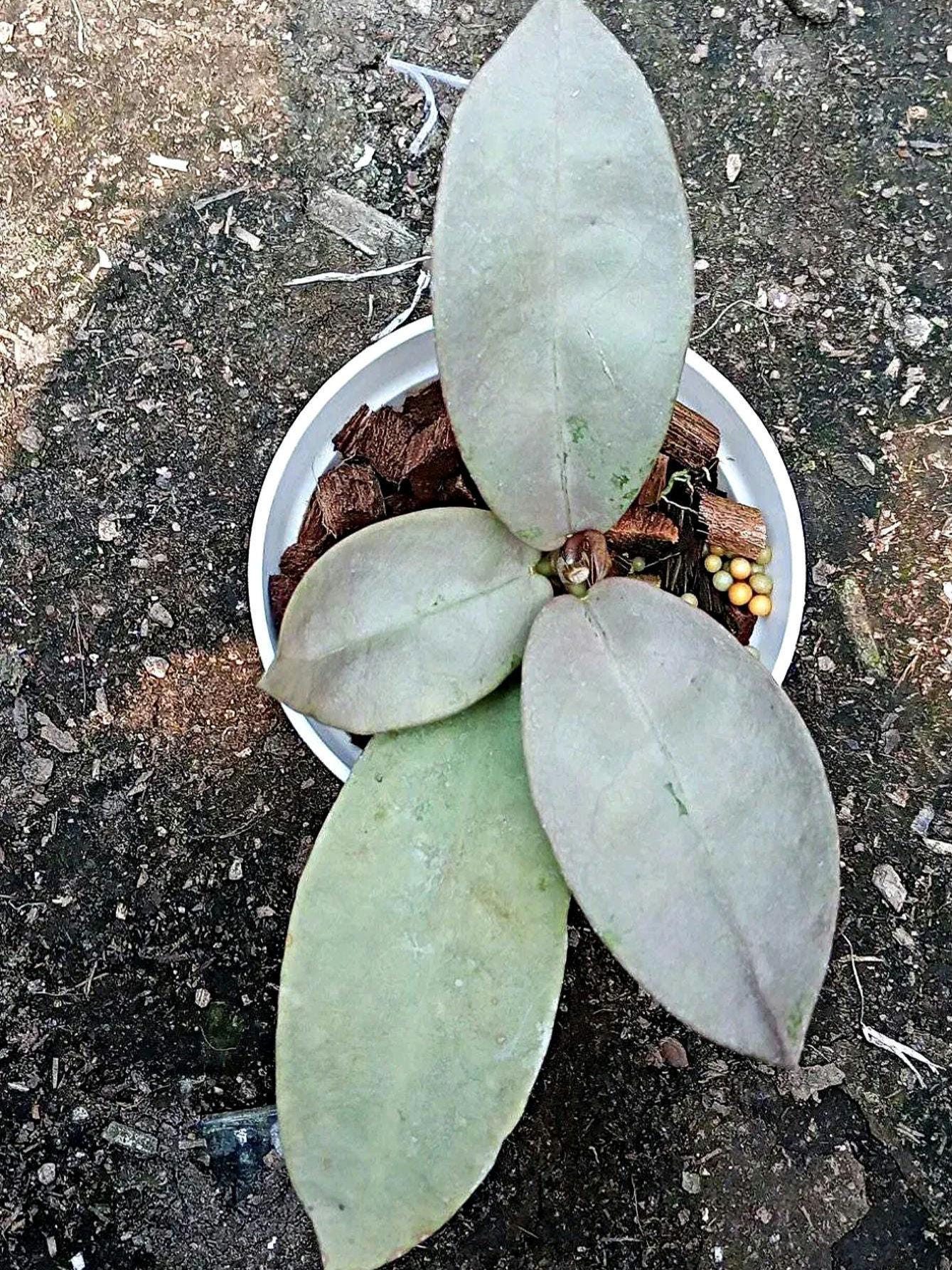 Hoya glabra - Etsy 日本