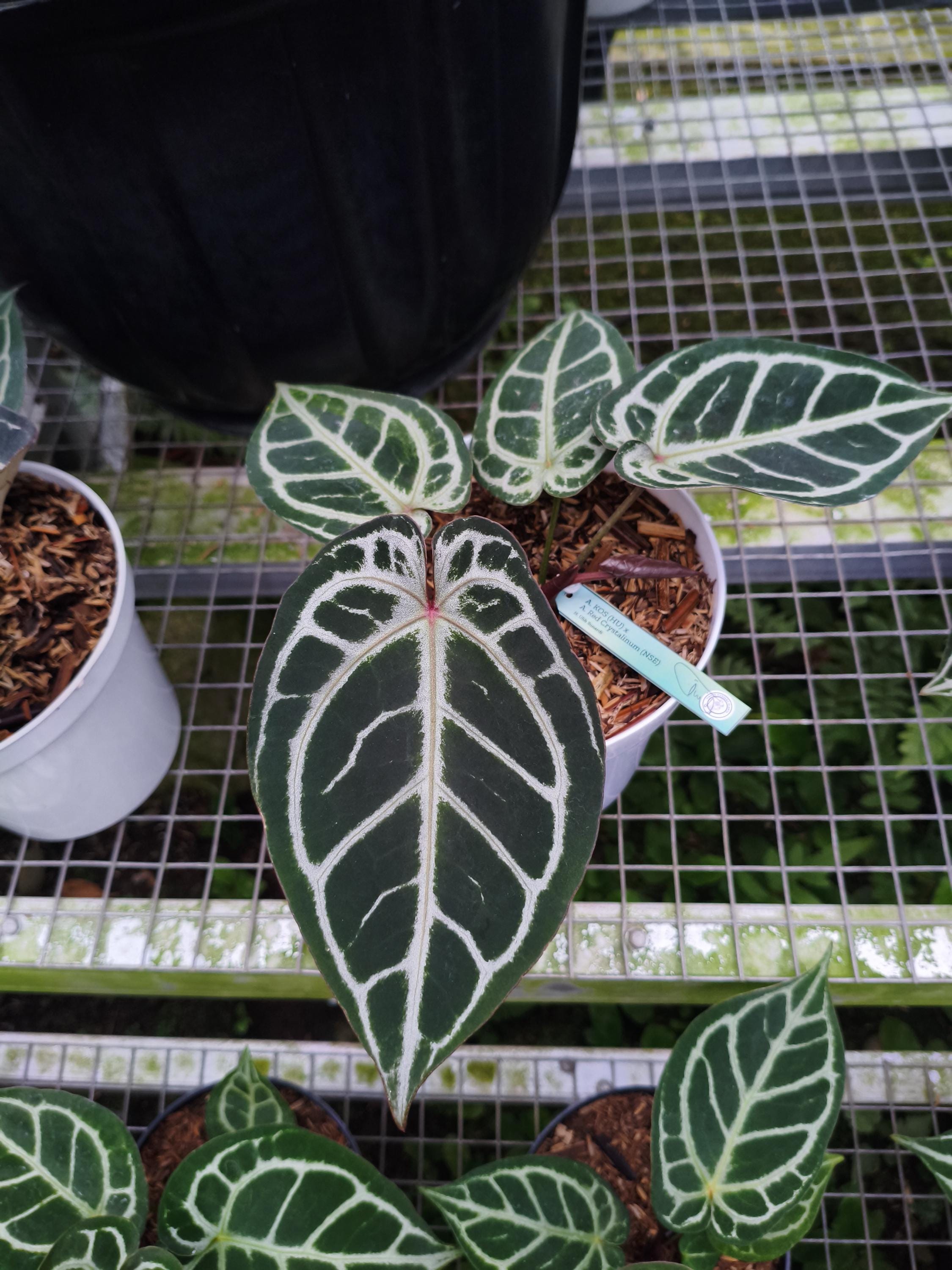 Anthurium Red Tiger From Mr. Haji Ulih | Best Seller Indonesia