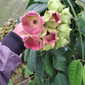 Puede incluir: Primer plano de una planta de Hoya con flores vibrantes. Las flores son una mezcla de rosa y rojo con un centro en forma de estrella. Los capullos son verdes y las hojas son de color verde oscuro. La planta está en una maceta.
