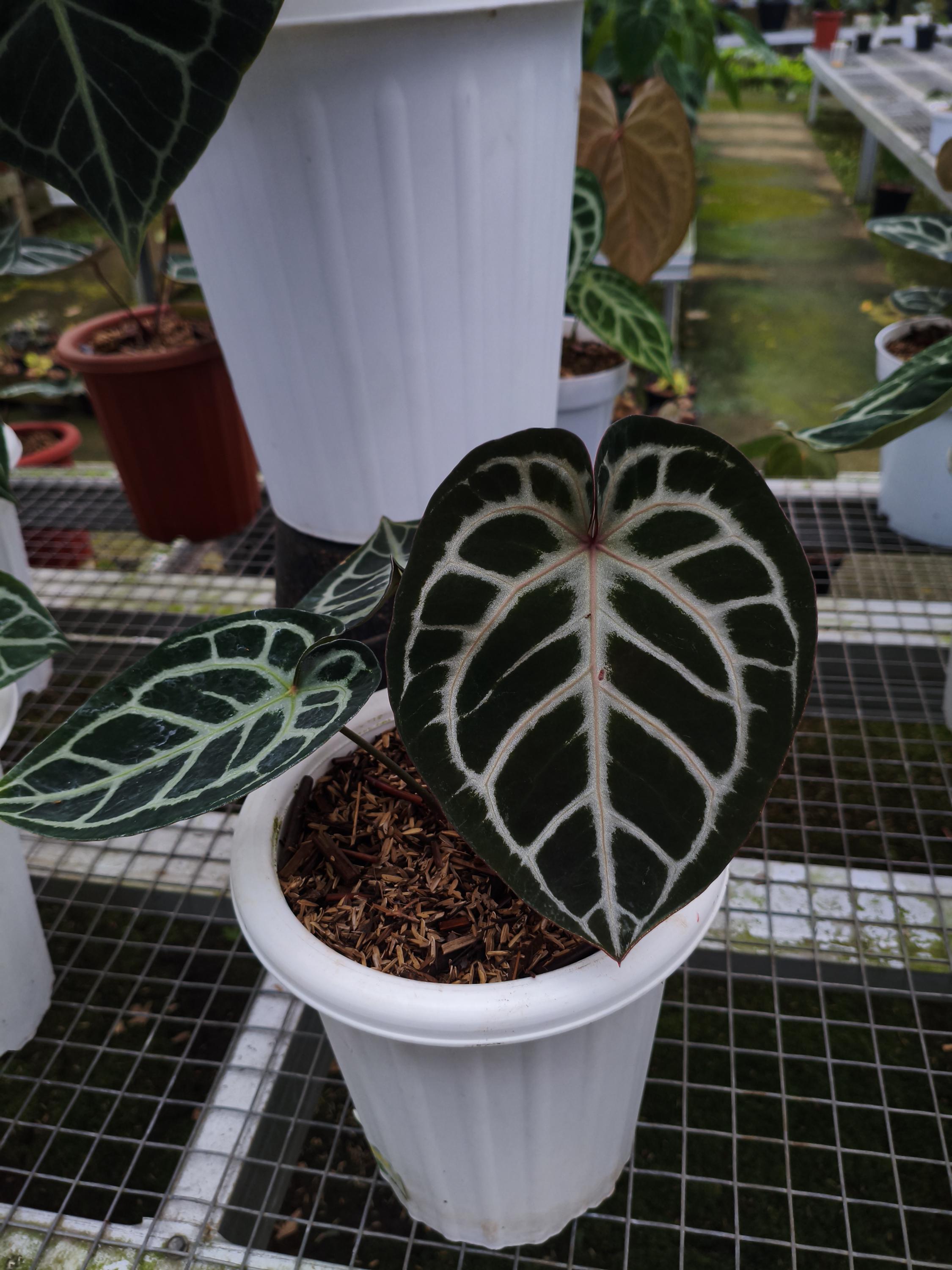 Anthurium Red Tiger From Mr. Haji Ulih | Best Seller Indonesia