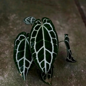 Anthurium crystallinum "panglima" spesies Indonesien original | kostenlos pflanzenschutz | DHL Express