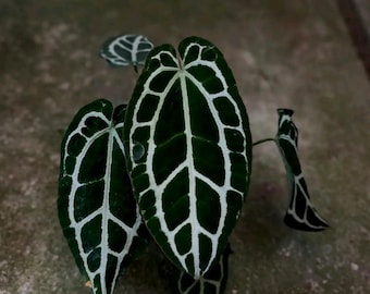 anthurium crystallinum "panglima" spesies oryginał z Indonezji | bezpłatne fitosanitarne | DHL Express