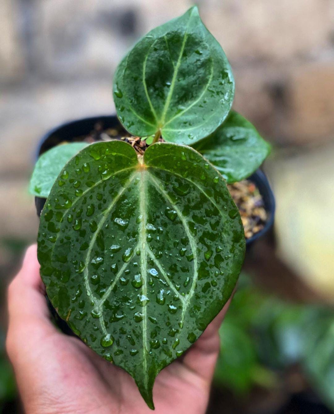 Anthurium king of spades plant - Etsy 日本 Anthurium king of spades plant - Etsy 日本