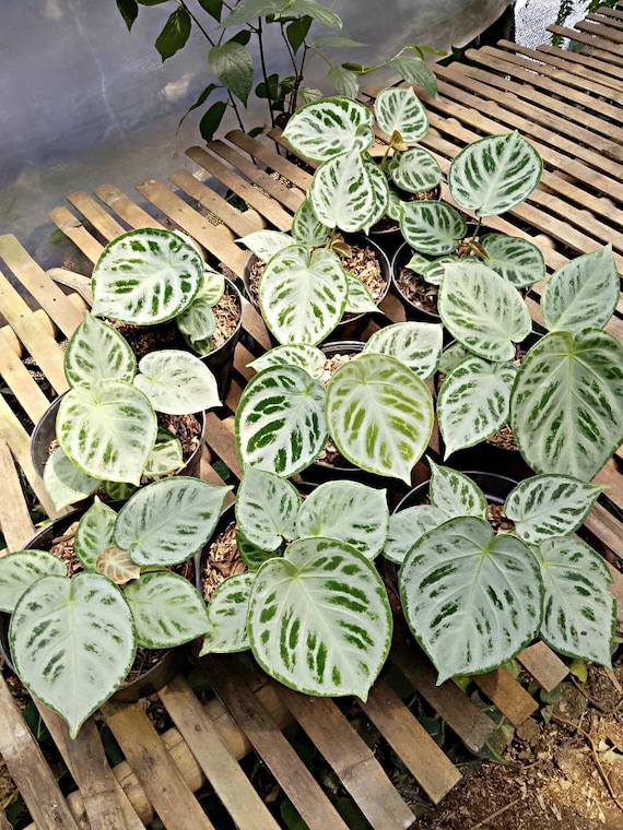 Anthurium Dorayaki Silver Chrome - Etsy Israel