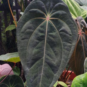 Anthurium red spider - Etsy 日本