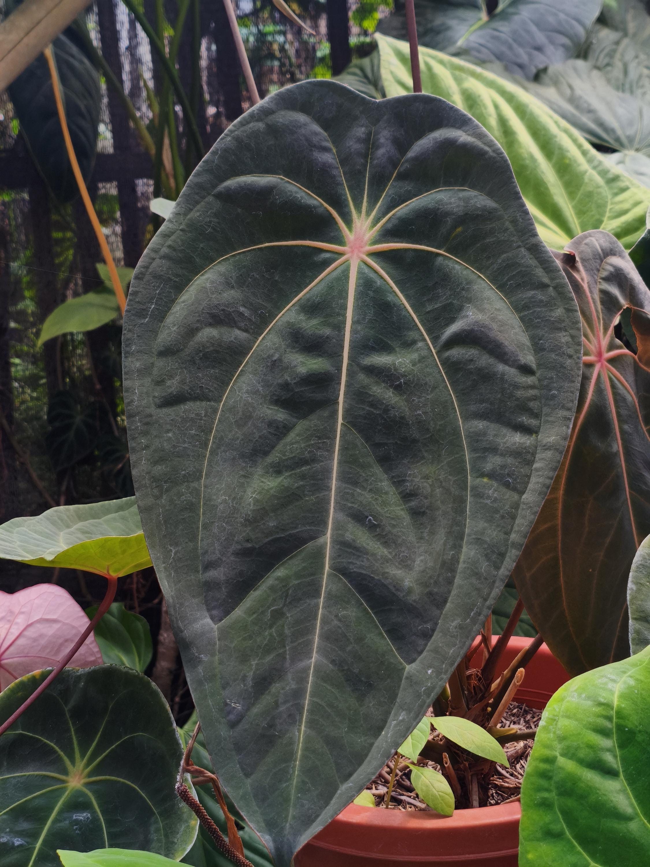 Anthurium red spider - Etsy 日本
