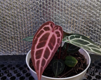 anthurium red crystalinum NSE x zara Michelle | darmowa fitosanitarna | wysyłka DHL Express