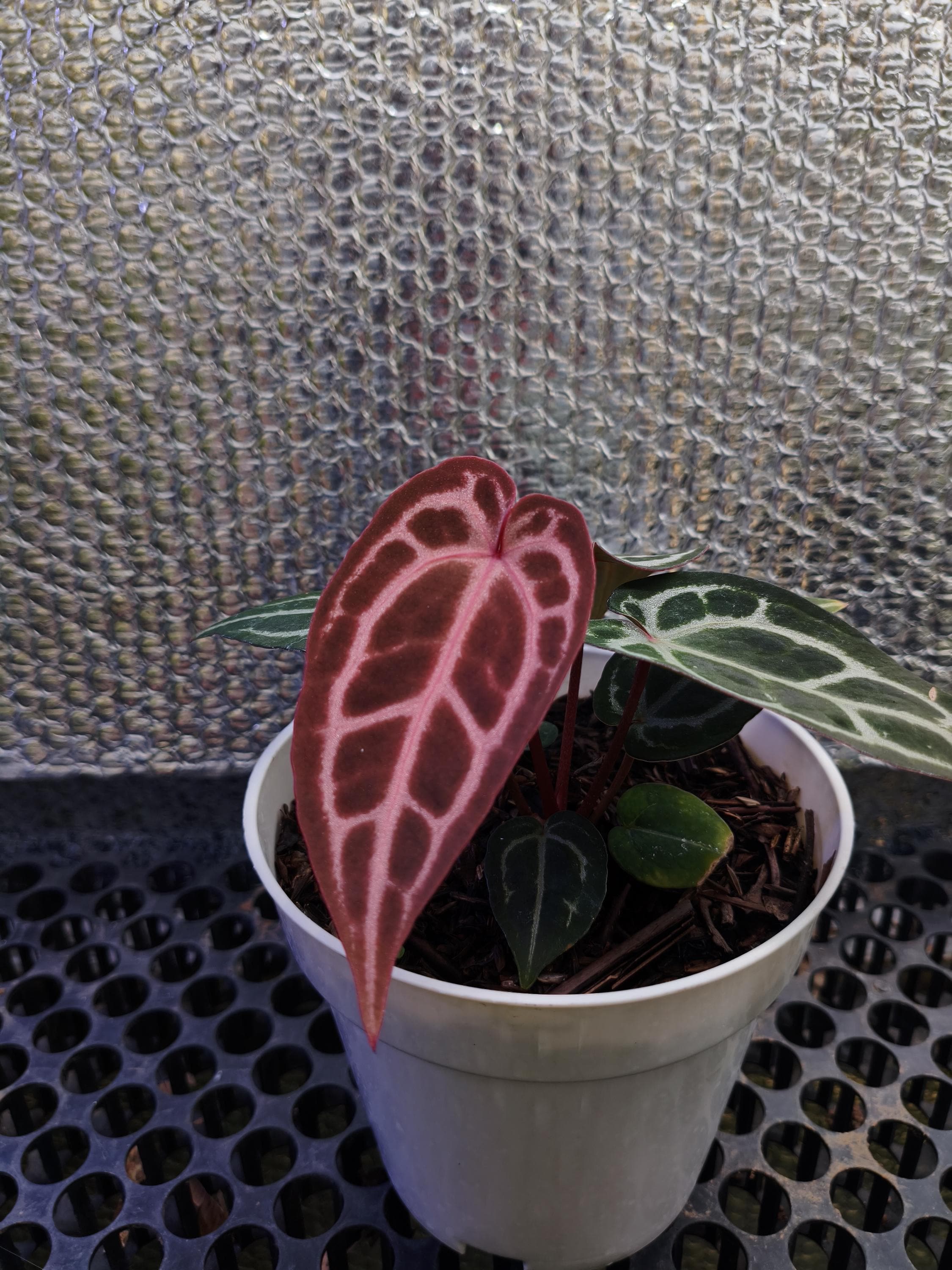 Anthurium Red Crystallinum Zara - Etsy