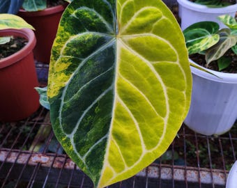 Pianta di Anthurium Megatron variegato: spedizione in tutto il mondo con certificato fitosanitario